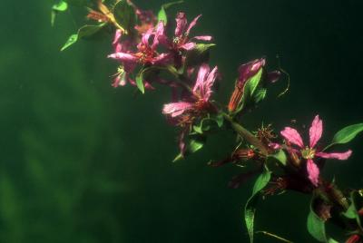 Lythrum salicaria stgervais cailly zbm 080913 2117